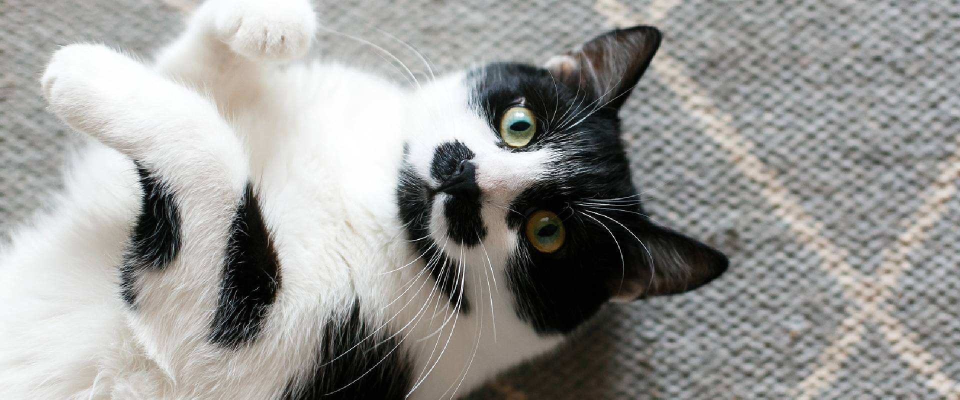 Black with white store cat